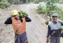 Petani Touna Harapkan Dukungan Bibit atau Pupuk Menghadapi Musim Tanam