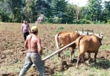 Petani Padi Ladang Touna Harapkan Bantuan Benih jelang Musim Tanam