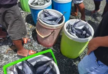 Cuaca Stabil dan Pasokan Melimpah, Harga Ikan di Ampana Kembali Turun