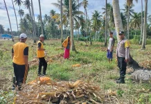 Kapolsek Ampana Kota Panen Jagung Bersama Petani di Desa Sansarino
