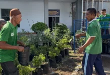 Warga Binaan Lapas Luwuk Sulap Area Lapas Jadi Kebun Lombok dan Tomat