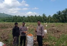 Kapolsek Ampana Kota Dorong Warga Produksi Jagung untuk Penuhi Kebutuhan Pangan