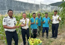 Dukung Kemandirian Pangan, Warga Binaan Lapas Luwuk Panen Jagung Perdana