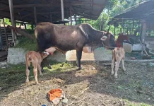 Prestasi Program Inseminasi Buatan, Sapi Pegon di Touna Kembali Beranak Kembar