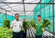Warga Binaan Lapas Luwuk Panen Sawi Hidroponik Hasil Pembinaan Kemandirian