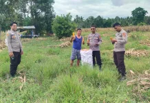 Polsek Ampana Kota Suport Petani Tingkatkan Hasil Panen