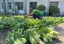 Warga Binaan Nengah Sukses Raih Hasil Panen Pakcoy Segar di Lapas Luwuk