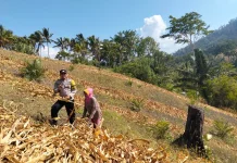 Polsek Ulubongka Touna Turun ke Lapangan Pantau Produksi Tanaman Jagung Warga
