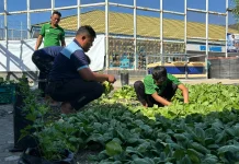 Warga Binaan Lapas Luwuk Kembali Sukses Panen 25 Kilogram Pakcoy