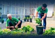 Lapas Luwuk Panen 25 Kilogram Pakcoy Dukung Ketahanan Pangan