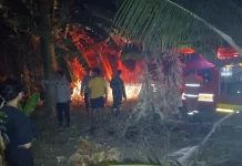 Karhutla Balanggala Hanguskan 2 Hektare, Polisi-TNI, Damkar Turun Tangan