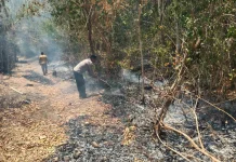 Karhutla Hanguskan Lima Hektare di Padauloyo, Kapolsek Hartono Pimpin Pemadaman