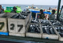 Hasil Tangkapan Nelayan Melimpah, Harga Ikan di Ampana Stabil