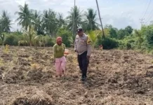 Pemkab Touna Perkuat Sektor Pertanian Perkuat Ketahanan Pangan