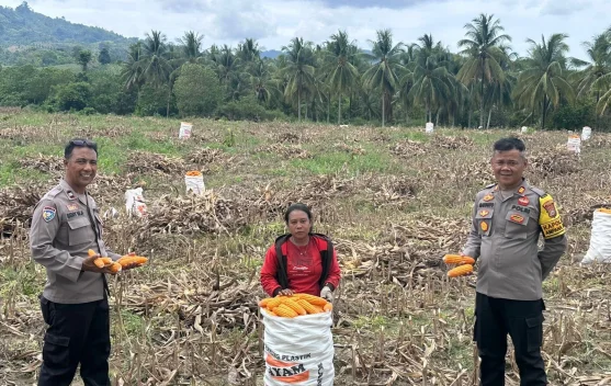 Kapolsek Ampana Kota Pantau Panen Jagung Padang Tumbuo
