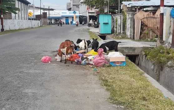 Warga Ratolindo Touna Minta Pemerintah KecamatanTertibkan Ternak Berkeliaran