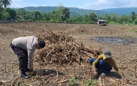 Kapolsek Tojo Tinjau Kesiapan Lahan Jagung Program Ketahanan Pangan