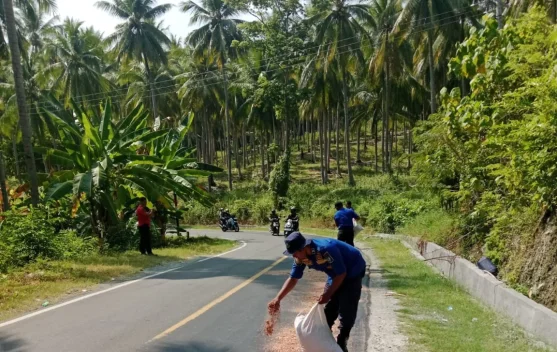 Damkarmat Tojo Una-Una Antisipasi Jalan Licin dengan Tabur Serbuk Kayu