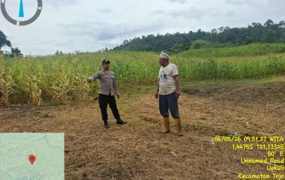 Dukung Ketahanan Pangan Nasional, Polsek Tojo Tinjau Perkebunan Jagung