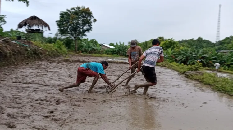 Curah Hujan Membaik Petani Hofehan Garap Lahan Pertanian