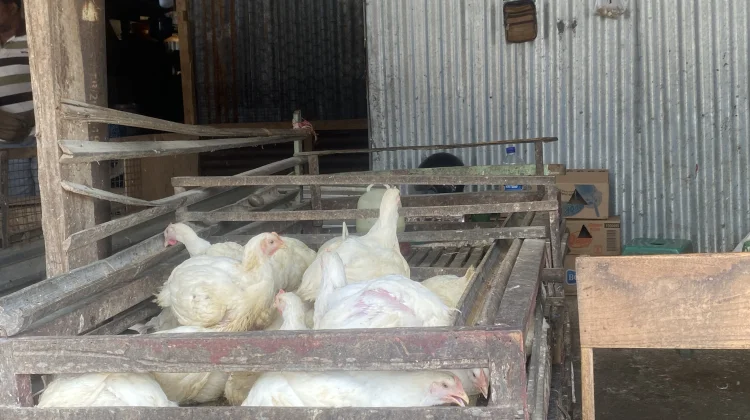 Harga Ayam Potong di Belu Sentuh Rp.90.000 Rupiah