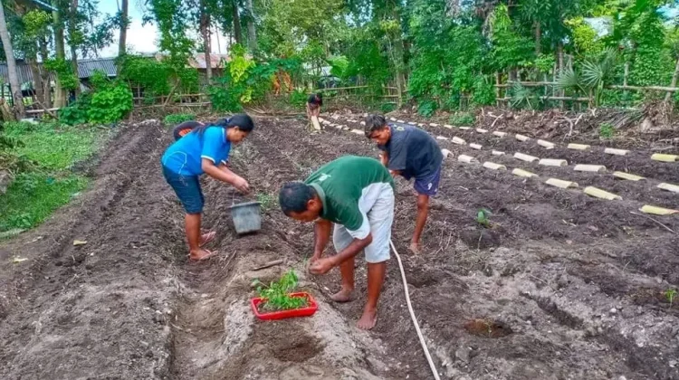 Adaptasi Budaya Tantangan Inovasi Pertanian di NTT