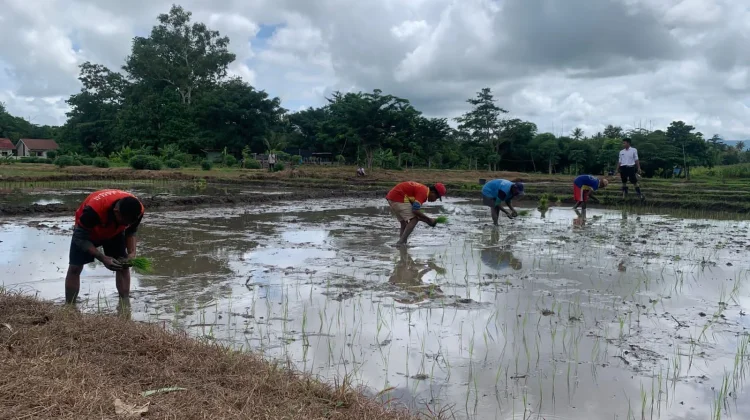Lapas Atambua Tanam Padi Dukung Ketahanan Pangan