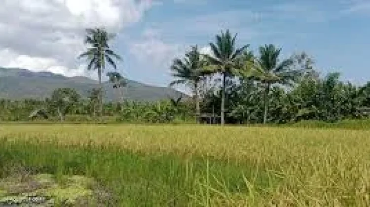 Perkuat Ketahanan Pangan Melalui Kolaborasi