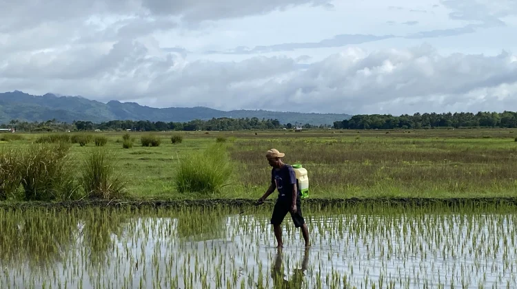 Petani Desa Leountolu Penyemprotan Pestisida Mengantisipasi Serangan Hama