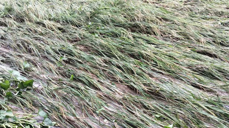 Lahan Sawah Kebanjiran Warga Naob Terancam Gagal Panen
