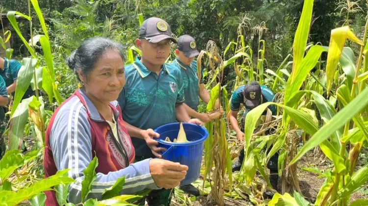 Panen Jagung, Bagian Tak Terpisahkan TNI dan Mayarakat