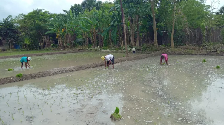 Musim Tanam Tiba, Waspadai Cuaca Tak Menentu