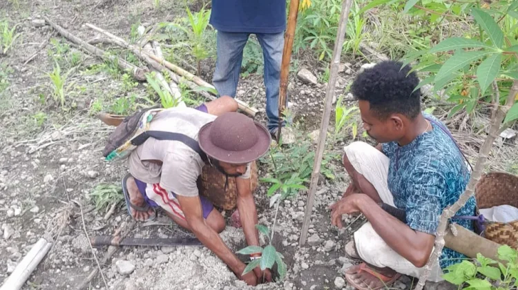 Hutan Alor Tertekan Dampak Iklim Meningkat