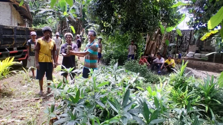 Pemilihan Jenis Tanaman yang Cocok untuk Reboisasi di Alor