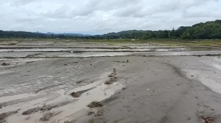 Banjir Baukama  Belu 27,47 Hektar Padi Terancam Gagal Panen