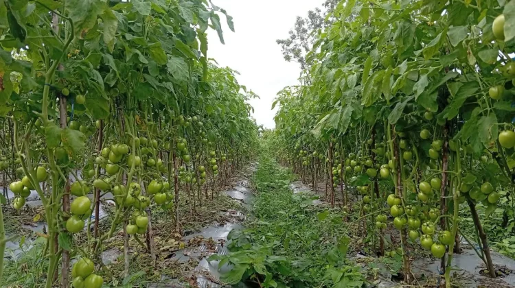 Varietas Tanaman Tomat Rentan Terkena Jamur