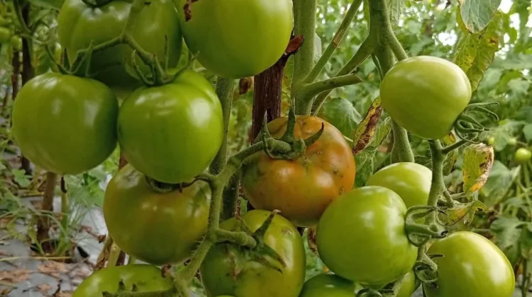 Curah Hujan Tinggi, Hama Serang Tanaman Hortikultura