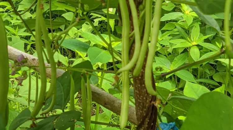MBG Sebagai Peluang Mendukung Sektor Pertanian