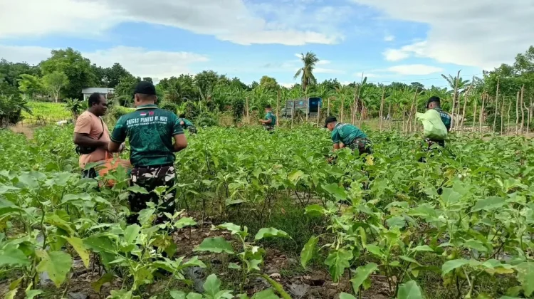 TNI dan Warga Rainawe Panen Terong Bersama