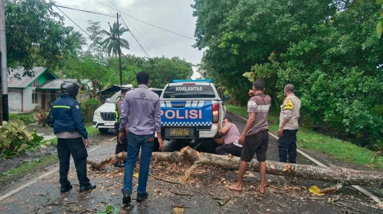 Gotong Royong Polisi dan Warga Buka Akses Jalan Tertutup Pohon Tumbang di Kabola