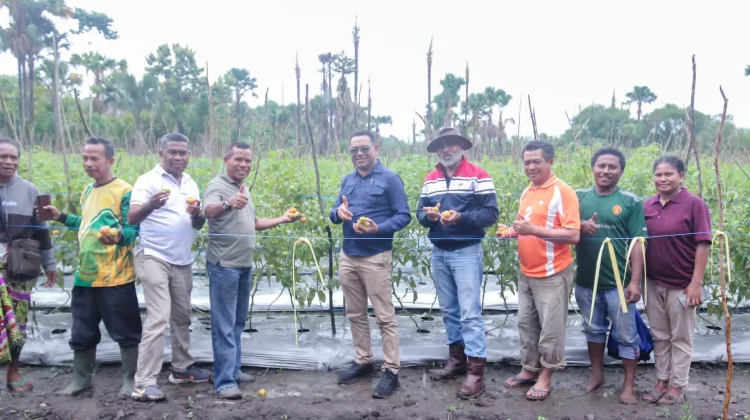Dukung Ketahanan Pangan dan Ekonomi Wabup Belu Panen Tomat