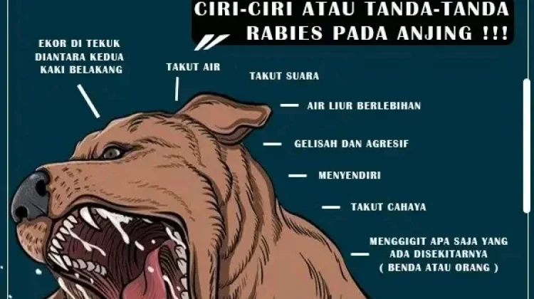 Kenali Tanda dan Gejala Hewan Terkena Penyakit Rabies
