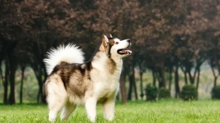 Benarkah Anjing Bisa Mendeteksi Medan Magnet Bumi?