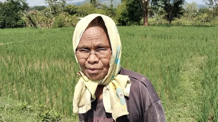 Petani Belu Antisipasi Kekeringan Ekstrem di Musim Tanam 2026