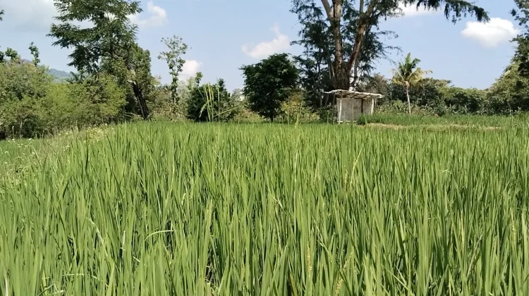 Curah Hujan Baik Petani Belu Optimis Memperoleh Panen untuk Lahan Basah