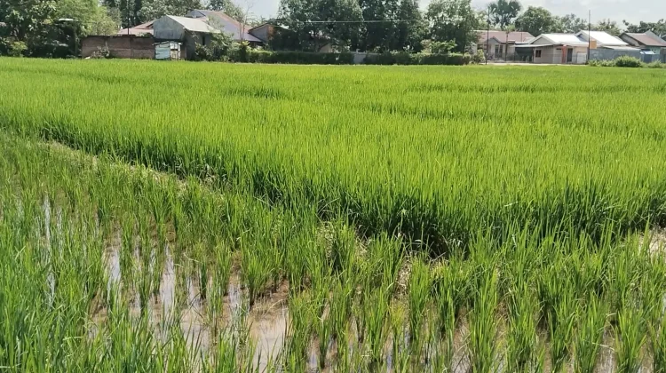 Petani Belu Optimis Musim Tanam 2026 Hasil Panen Maksimal