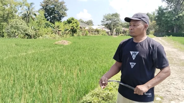 Keterlambatan Pupuk Kendala Petani Belu untuk Lahan Persawahan