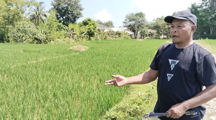 Terlambat Penebusan Pupuk Petani Belu Beralih Pupuk Non subsidi