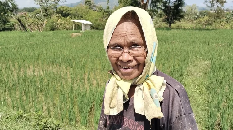 Warga Tani Belu Enggan Berutang Takut Terjerat Praktik Ijon Dijalankan Rentenir