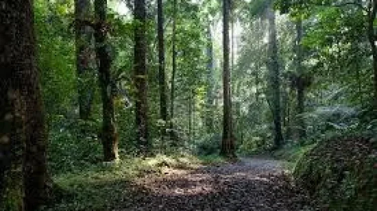 UPTD KPH: Inovasi Hidrogel Bantu Pemulihan Hutan